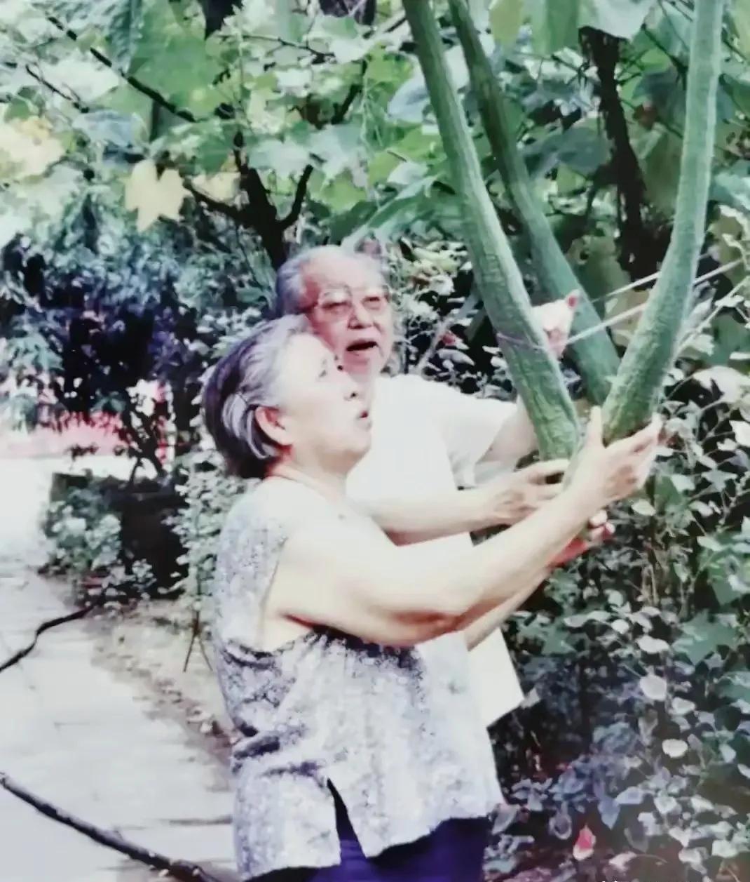 呵，华主席家种的丝瓜结的那么大，那么长，喜欢人！退休以后，华主席和老伴在自己家的