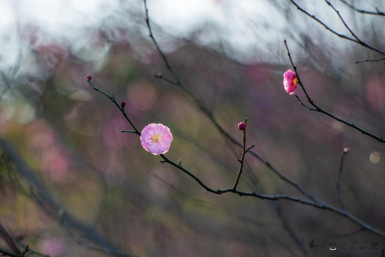 倒春寒，梅花开。