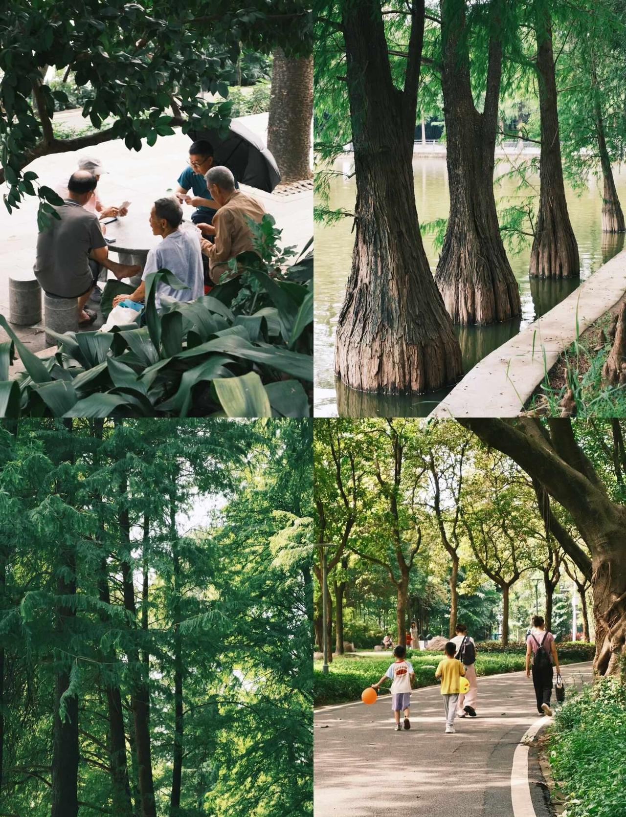 天河公园的夏日碎片
不用赶时间的下午☀️
散步、打牌、看树🍃
夏天的快乐，是这