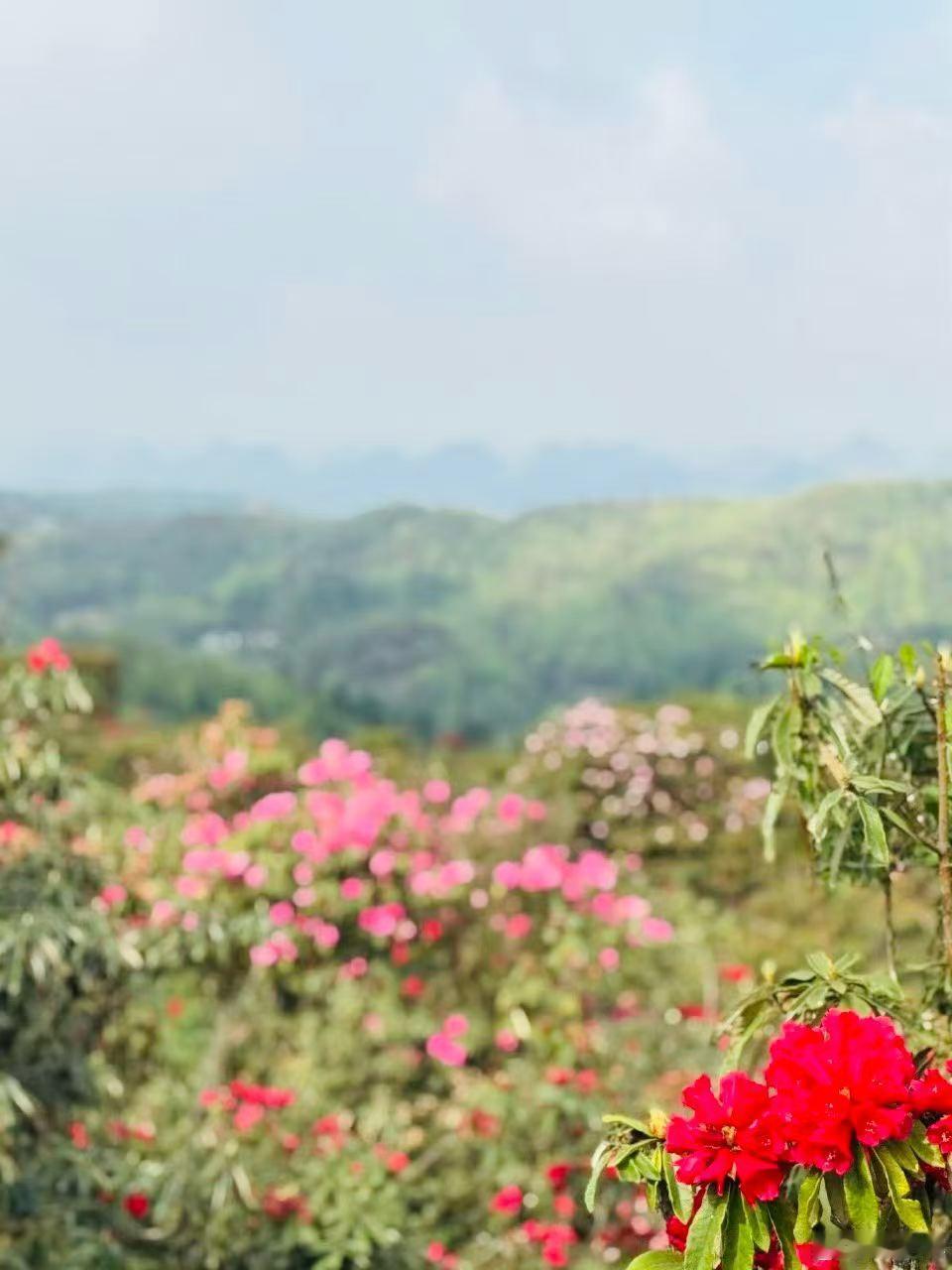 贵州毕节百里杜鹃之行太治愈，
称为地球彩带、世界花园，
高山杜鹃热烈盛放，早樱清