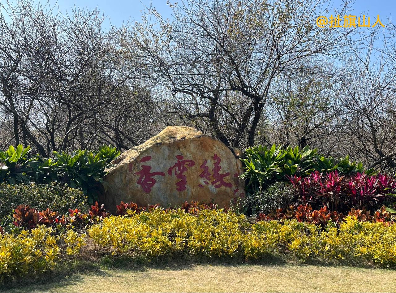 一年一度的梅花在广州市黄埔区市民广场盛开……
2026年1月，我用手机摄影的照片