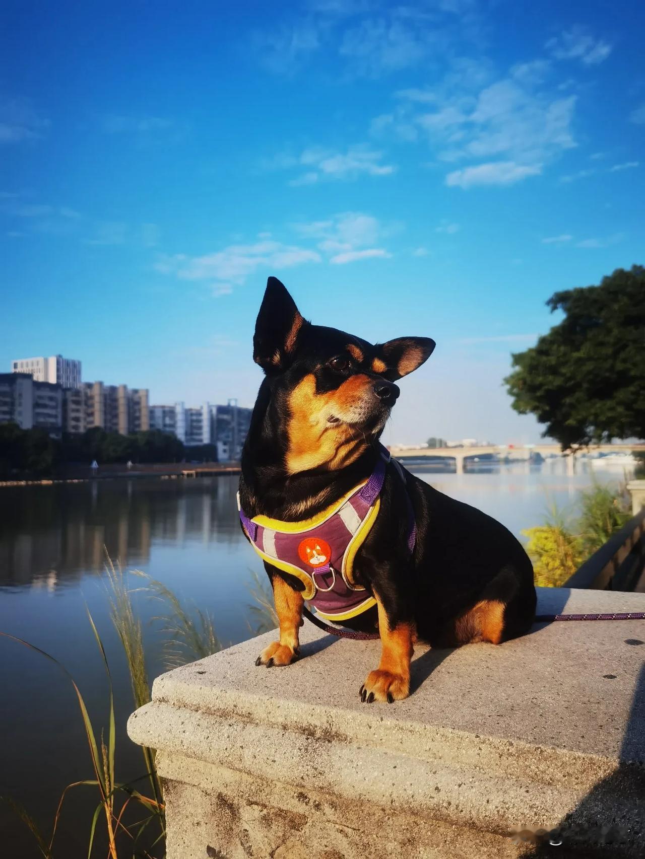 我的摄影日记胖噜噜的遛弯时光，随手拍记录美好瞬间[比心]