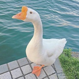逸涵爱逛音乐