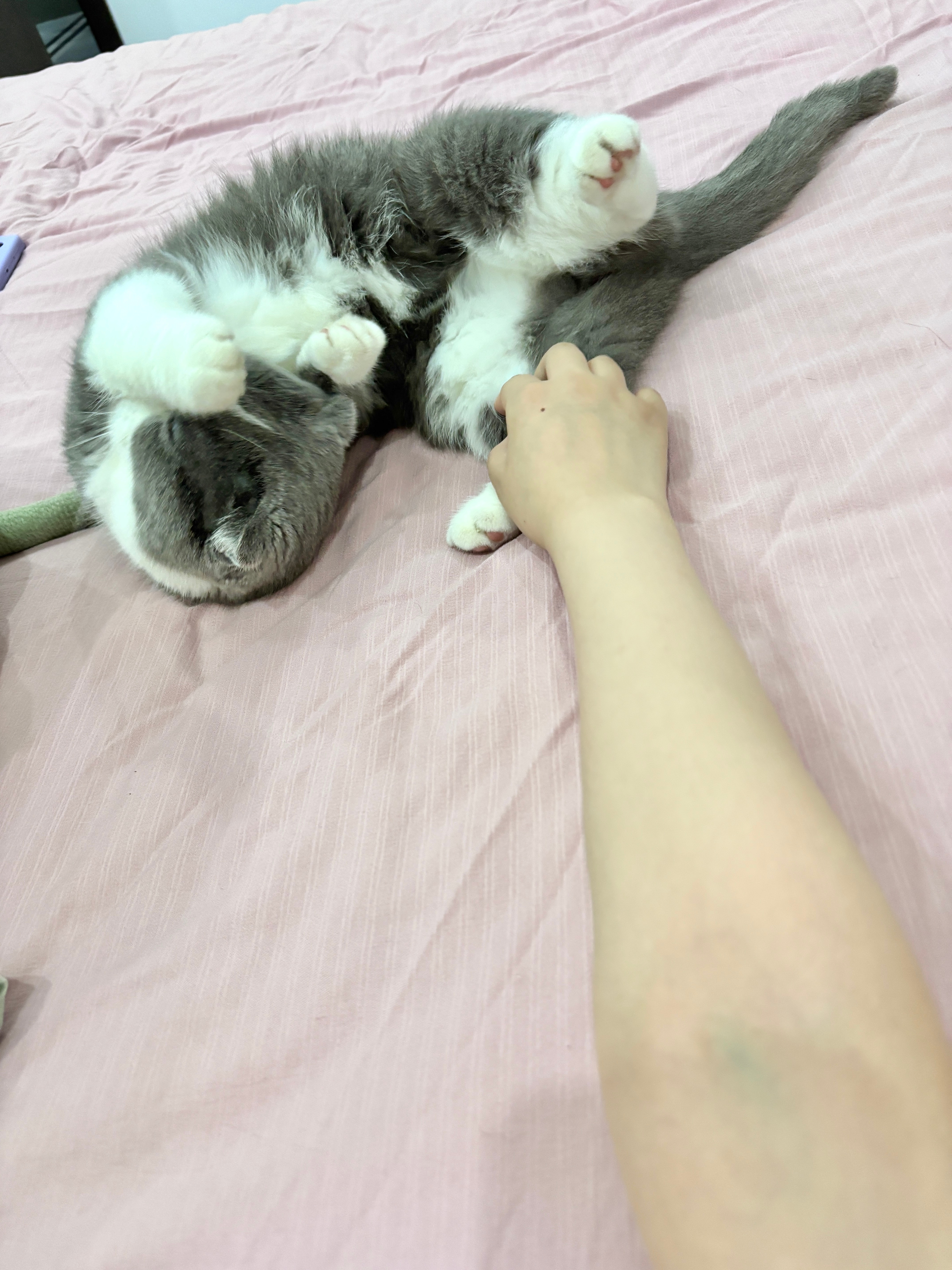 天气热了跑床底下待着，怎么喊都不出来，死活不出来😂