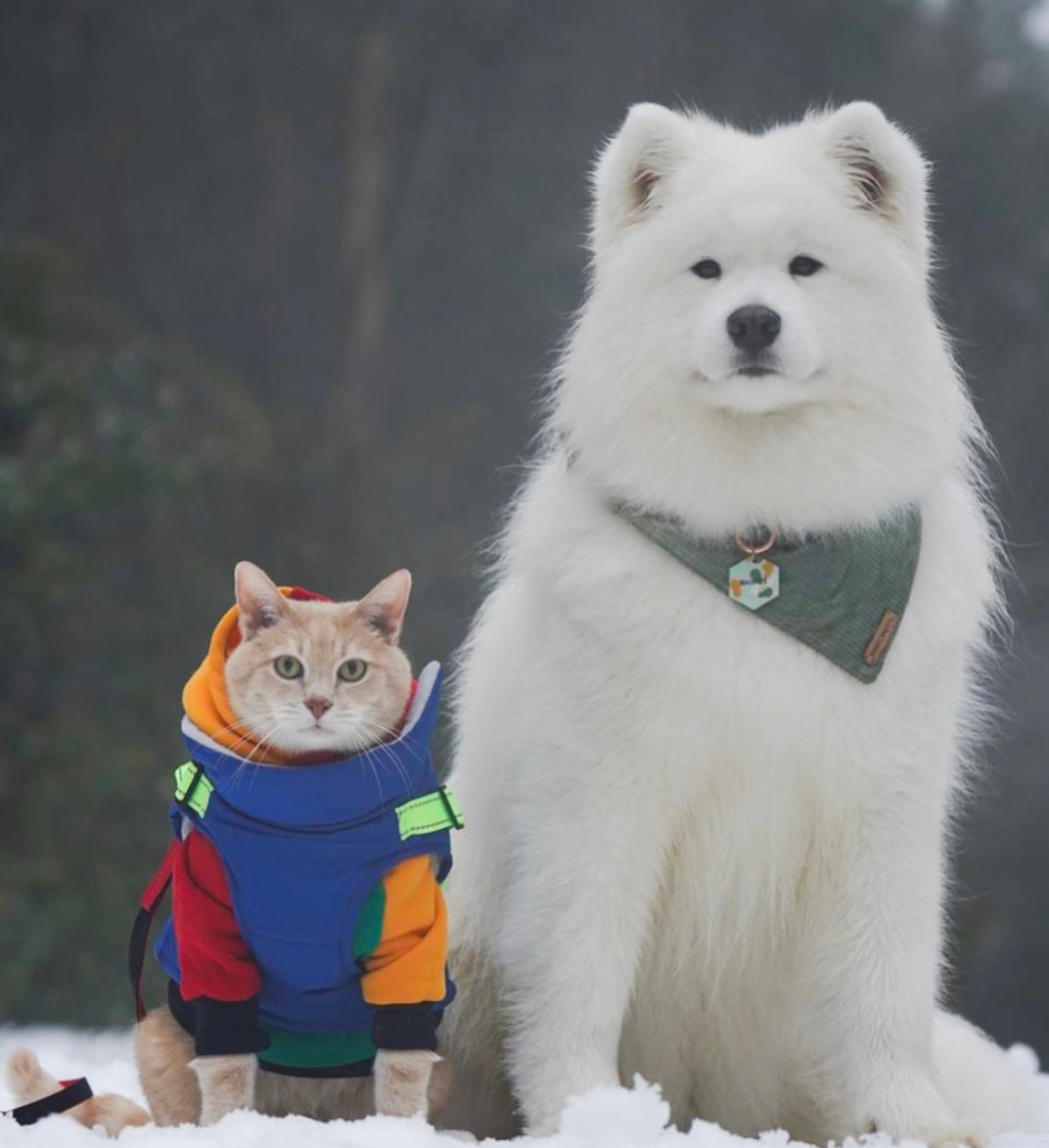 小猫咪和它的耶骑士 