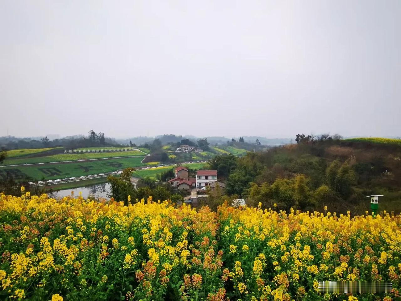 三月第一天，走进内自边界的春天里。首先打卡青龙湖畔的大山铺油菜花节，沿乡间公路登