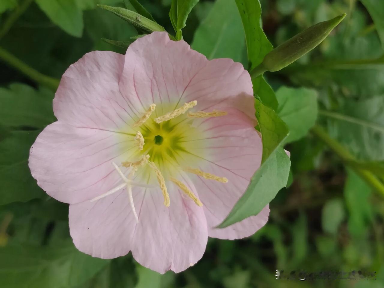 它也被称为夜来香！这个草杰妹头回见。

月见草（拉丁学名：Oenothera b