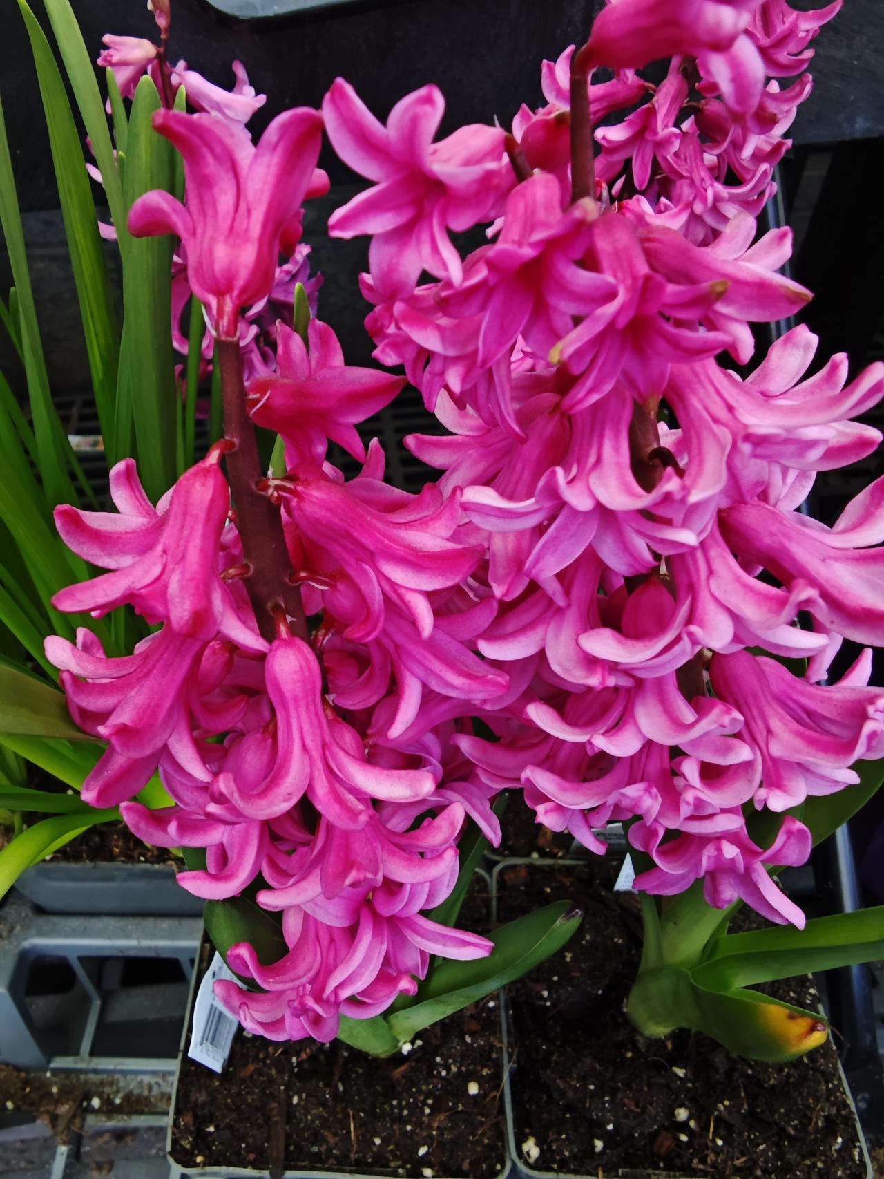 外国学生与中国学生有什么区别? 更直接的说: 外国人与中国人有什么区别? 不得不