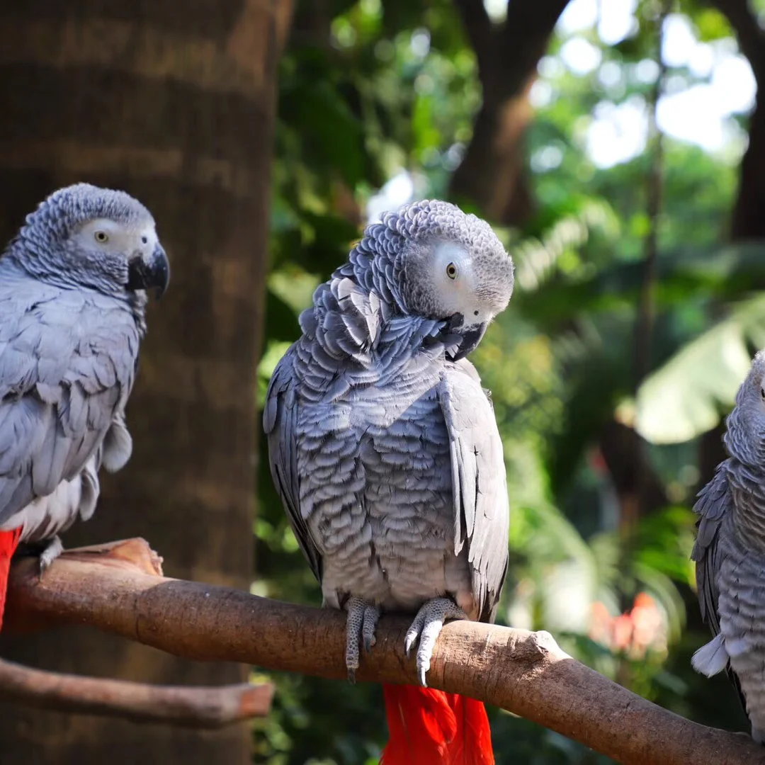 国庆假期，广州最适合亲子游的地方，不远不累不挤。今天到长隆野