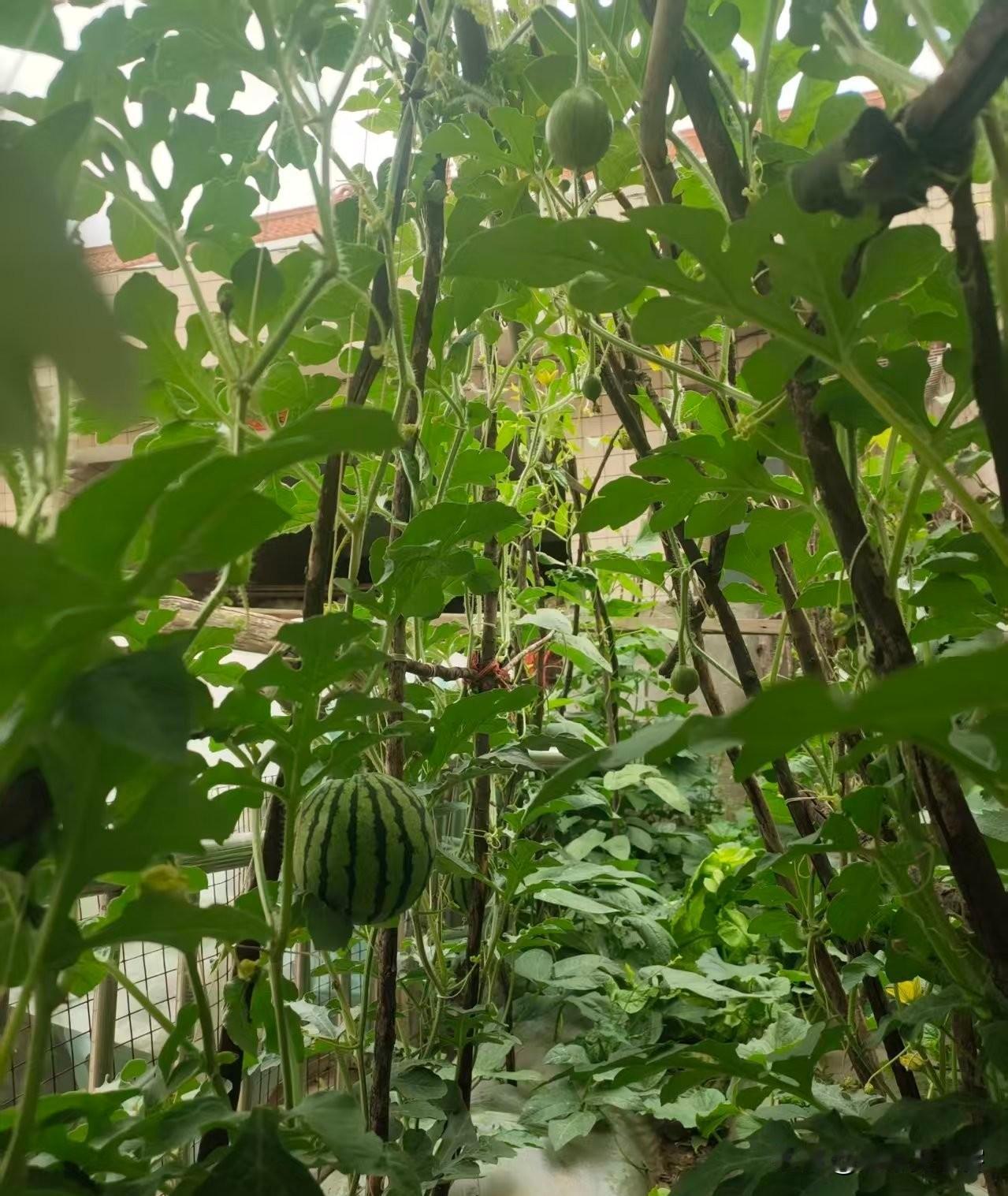 架上瓜缘

小院局促，地窄庭狭，友人慕西瓜甘美，却愁瓜藤蔓延铺地，无处生长。思得