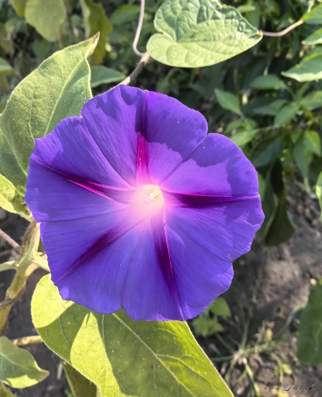 东北方言子之（781）喇叭筒花：
在东北局部地方管牵牛花叫喇叭筒花。
在我们小的