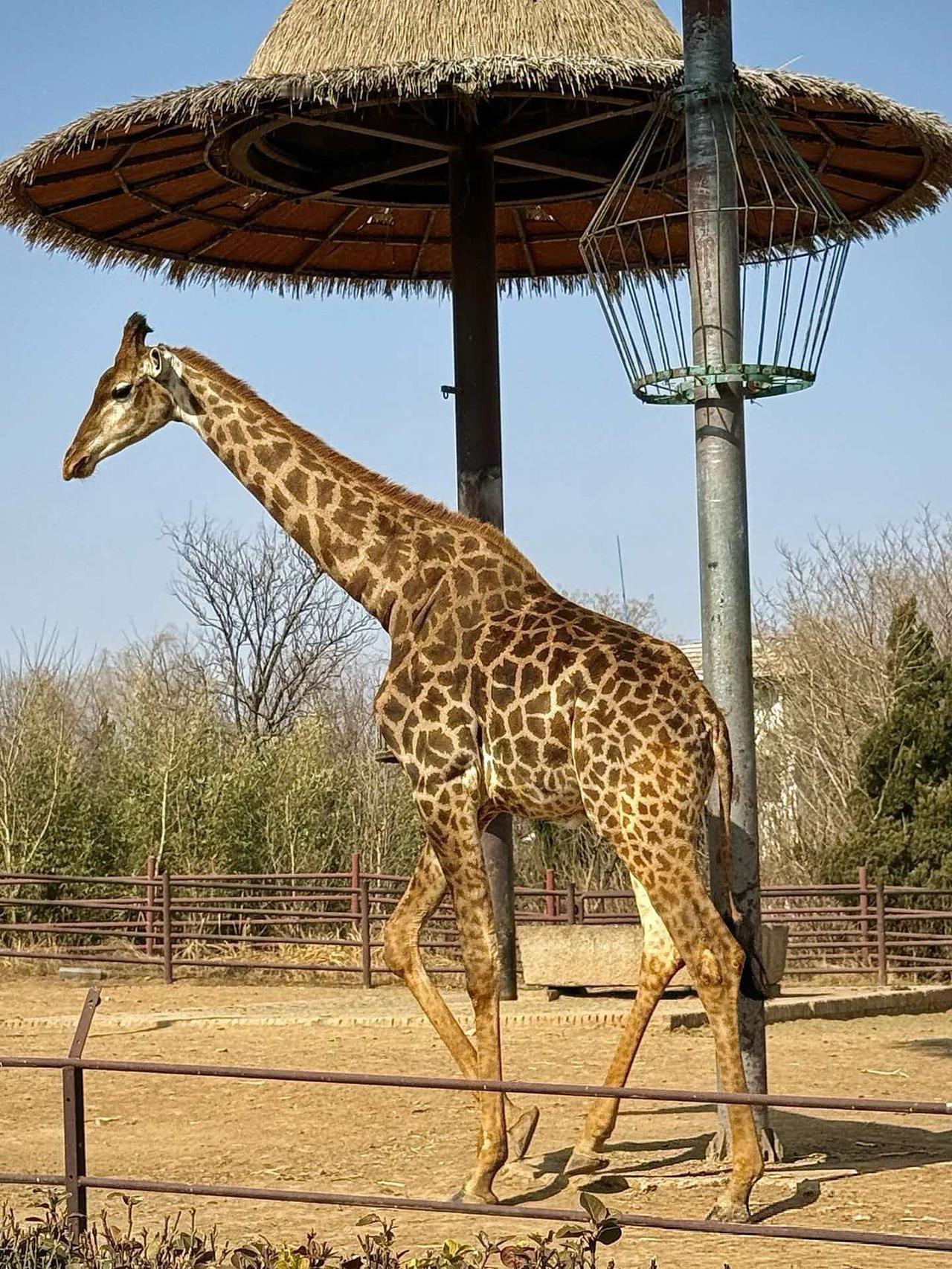 解锁济南野生动物世界最强遛娃地图！小火车、马戏、投喂全攻略

前几天我分享了清明