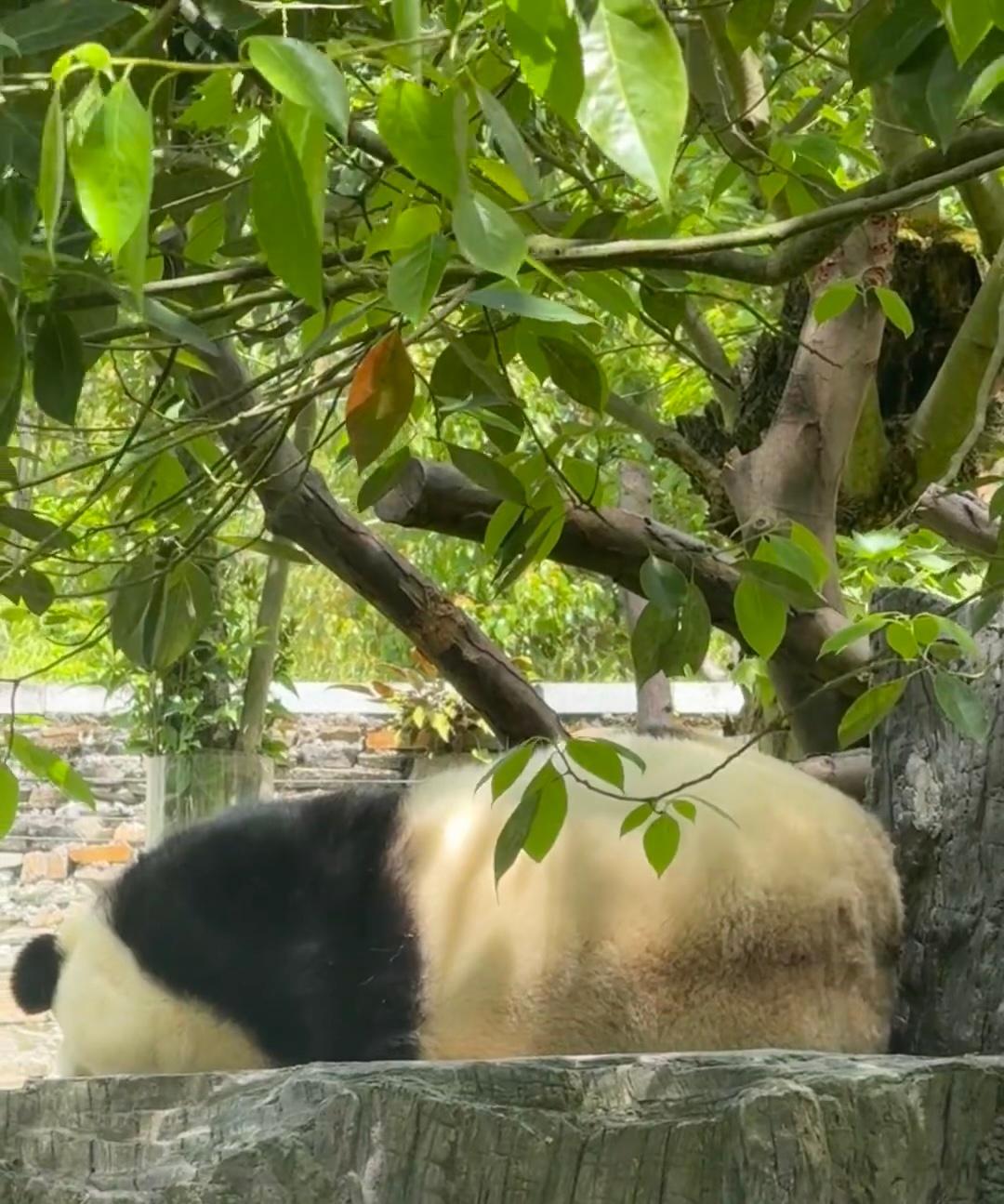 每日一善🌷熊猫守护者   🌷 *·̩͙🍃..　   .*🍃　*.　*·̩