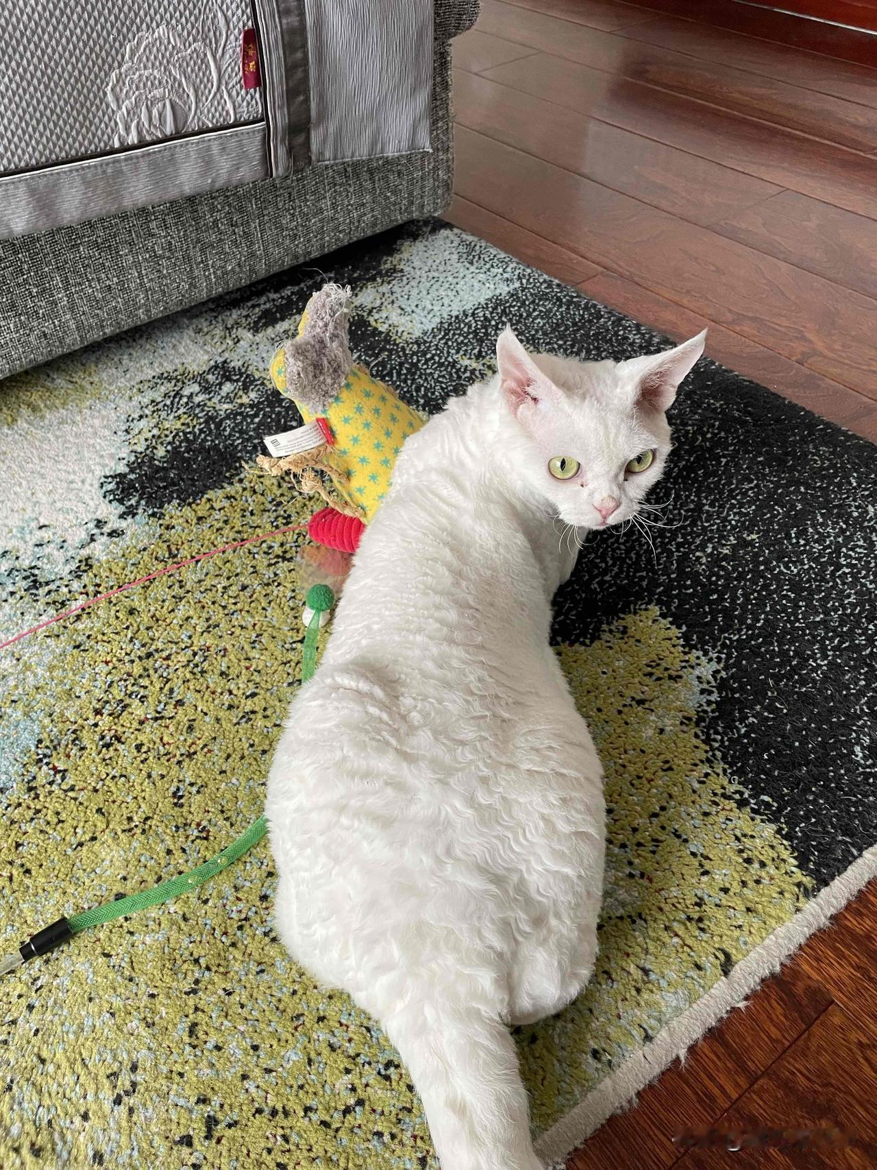 分享一张我家小猫咪的日常，玩玩具的小猫咪，一叫它还会回头看。