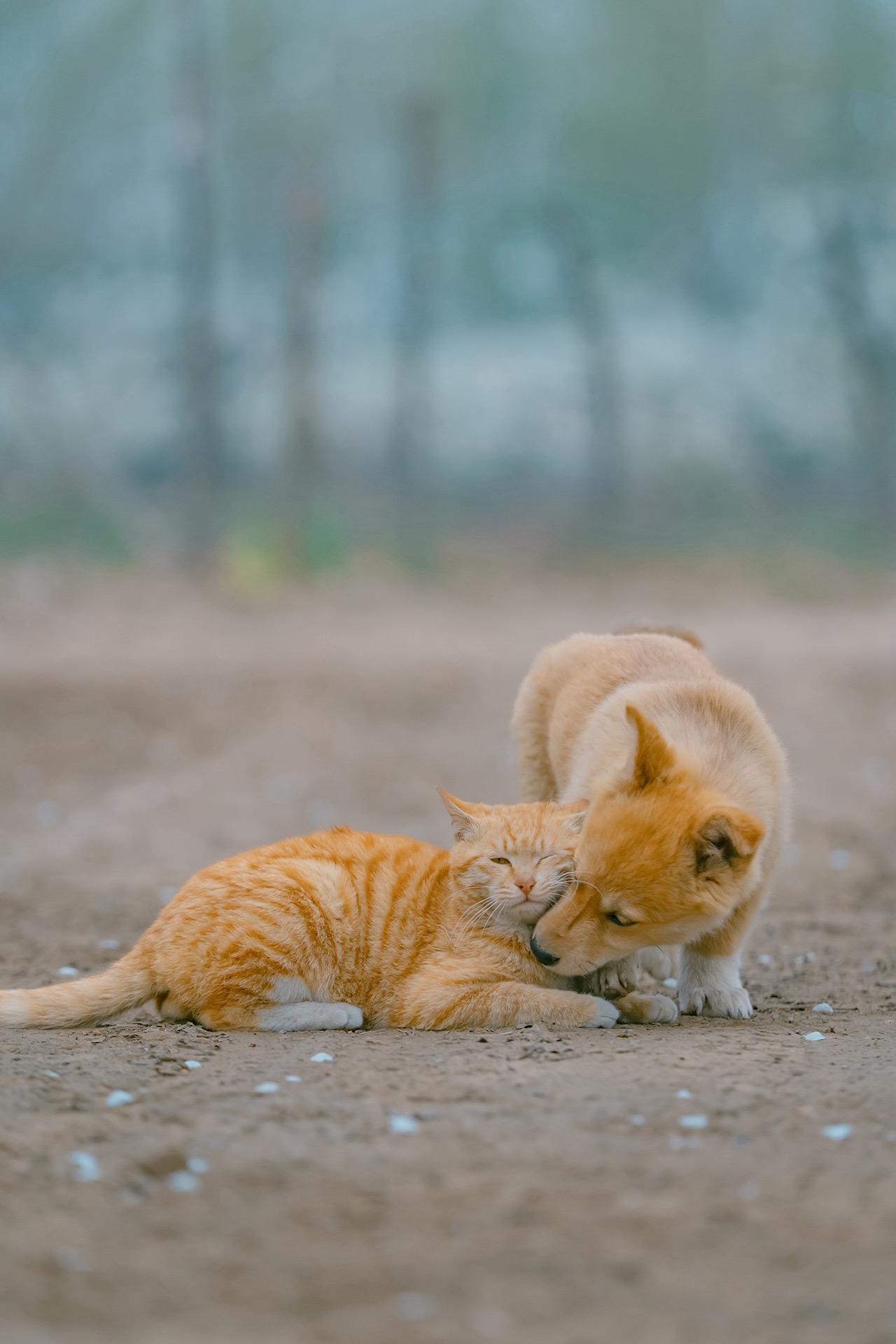 你也爱我对不对。终于又拍到跨越种族的“爱情”，咪子满脸都是“烦死你了”的表情。