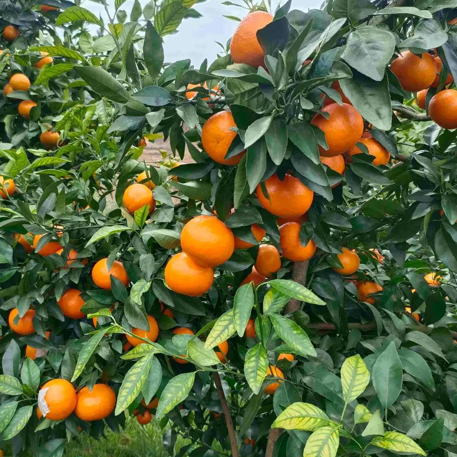 沃柑价格正经历“断崖式”下跌。目前广西、四川等地批发价已跌至1.4-1.5元/斤