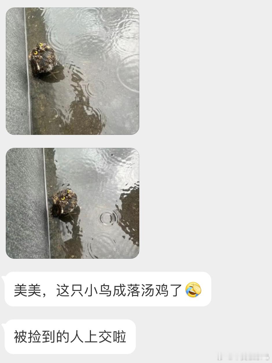 ？？？是一只红角鸮🦉（猫头鹰这孩子羽毛都被打湿了哎 ​​​
