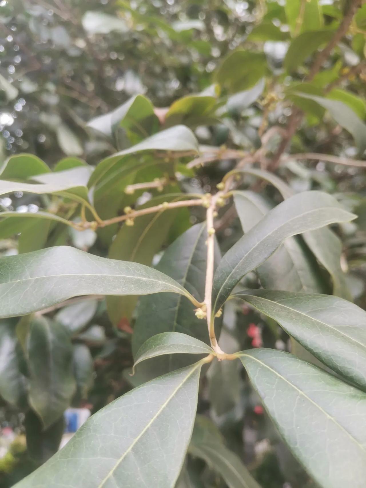 桂花还没开，但已经有了花苞。
天气转凉自国庆节开始，但桂花还没有开。
估计近几天