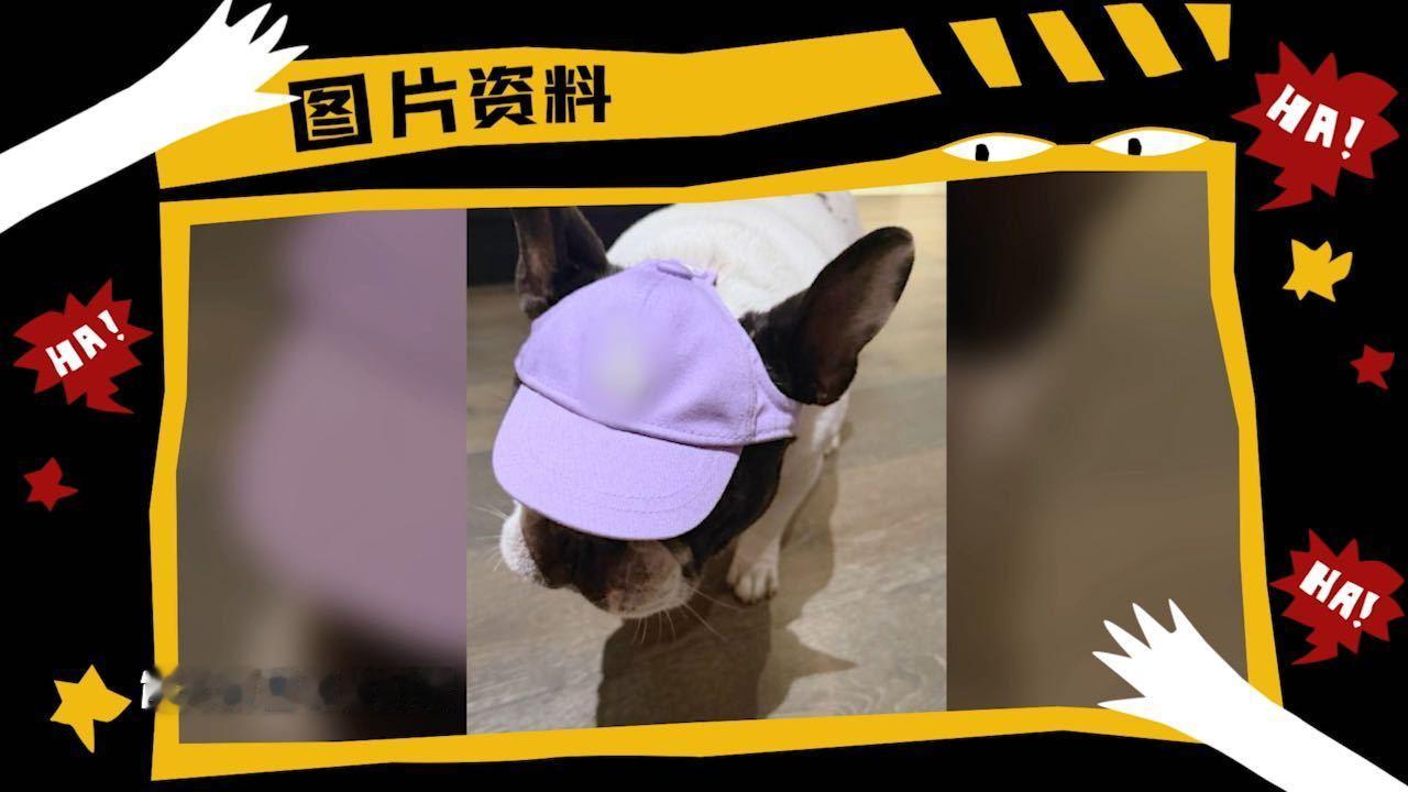鹿晗担心馒头会去世鹿晗的狗和邓超的狗是亲戚 报！鹿晗因为邓超家奶牛的离世开始担心