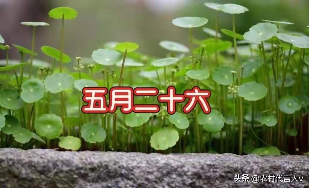 今日五月二十六，讲究：1不吃，2要看，吃3样，忌2事，安康富足
 
今儿五月二十