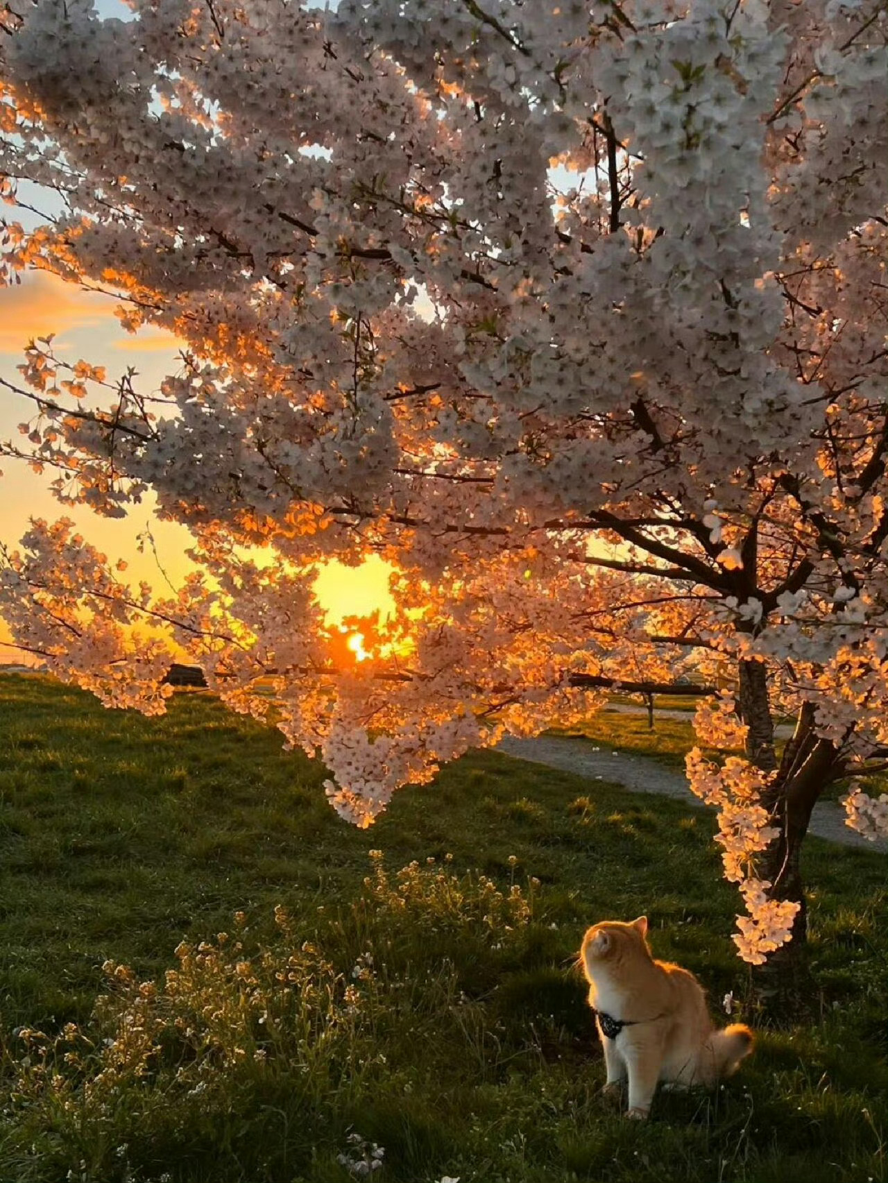 桃花[超话] 伴随清晨第一缕阳光，道一声五一劳动节快乐！ ​​​