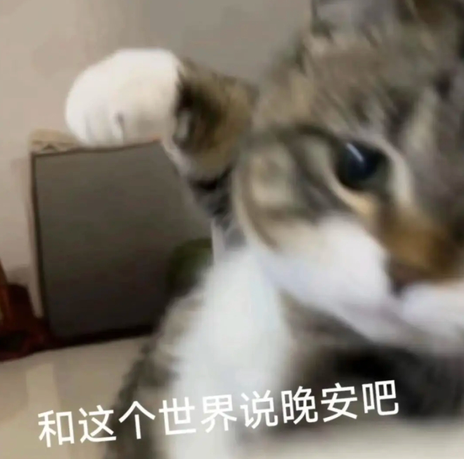 为什么猫咖没有狸花猫 可能害怕它打同事、打客户、打老板[yeah] ​​​