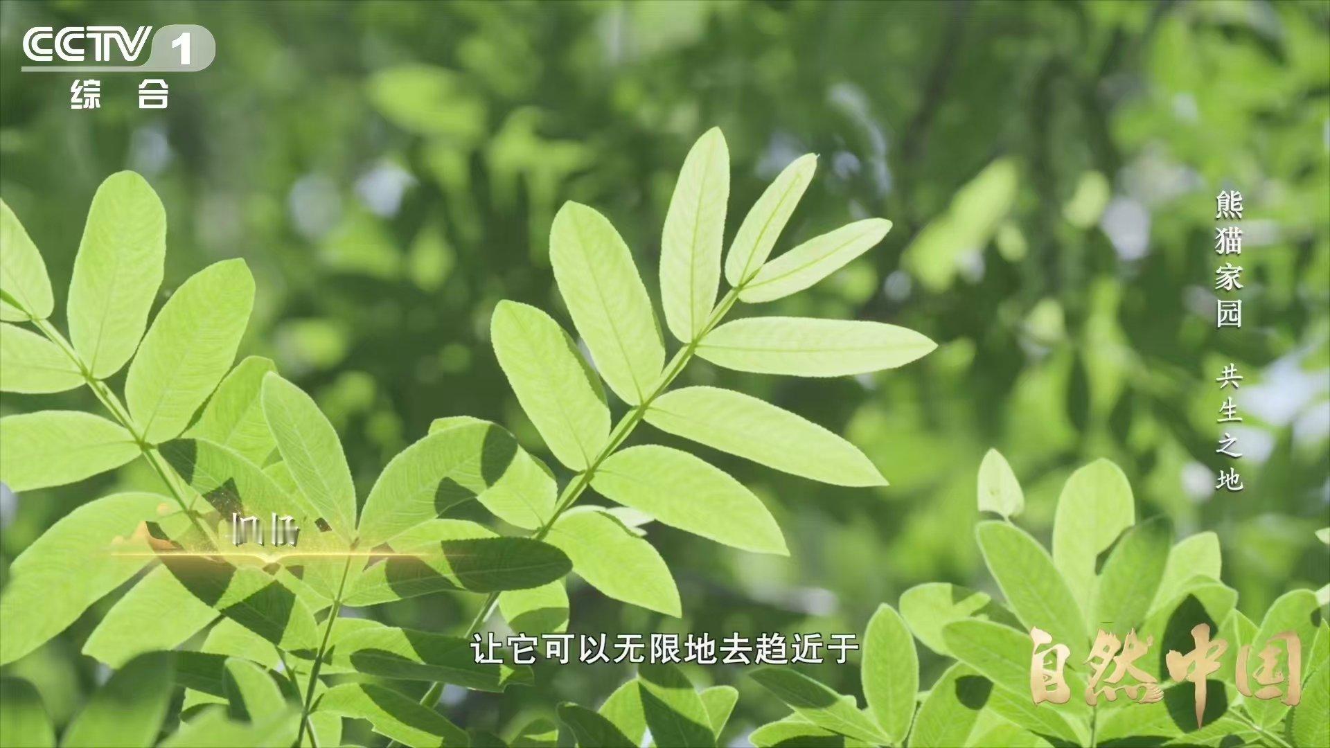 原来大熊猫不喜欢竹林疯长 竹子再多，也要有秩序，科研团队疏竹补乔木，让熊猫活动更