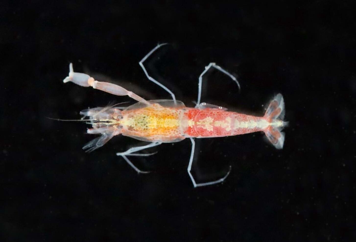 海洋中的“枪手”中文名：枪虾拉丁学名：Alpheus heterochaelis