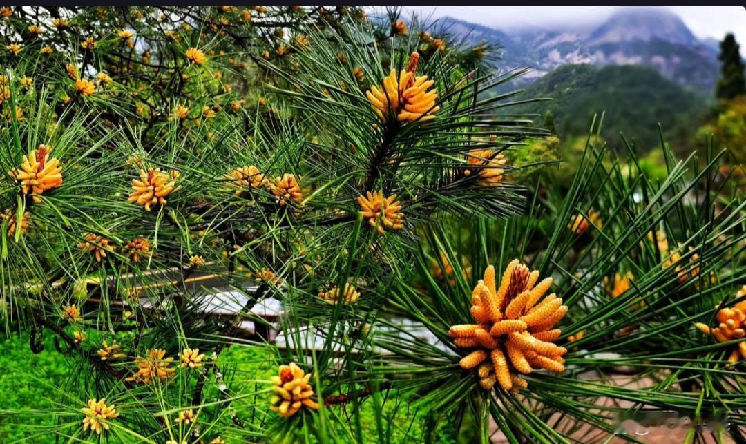 千年古松竟会开花？黄山迎客松绽放生命奇观，颠覆你的植物认知！
近日，黄山风景区的