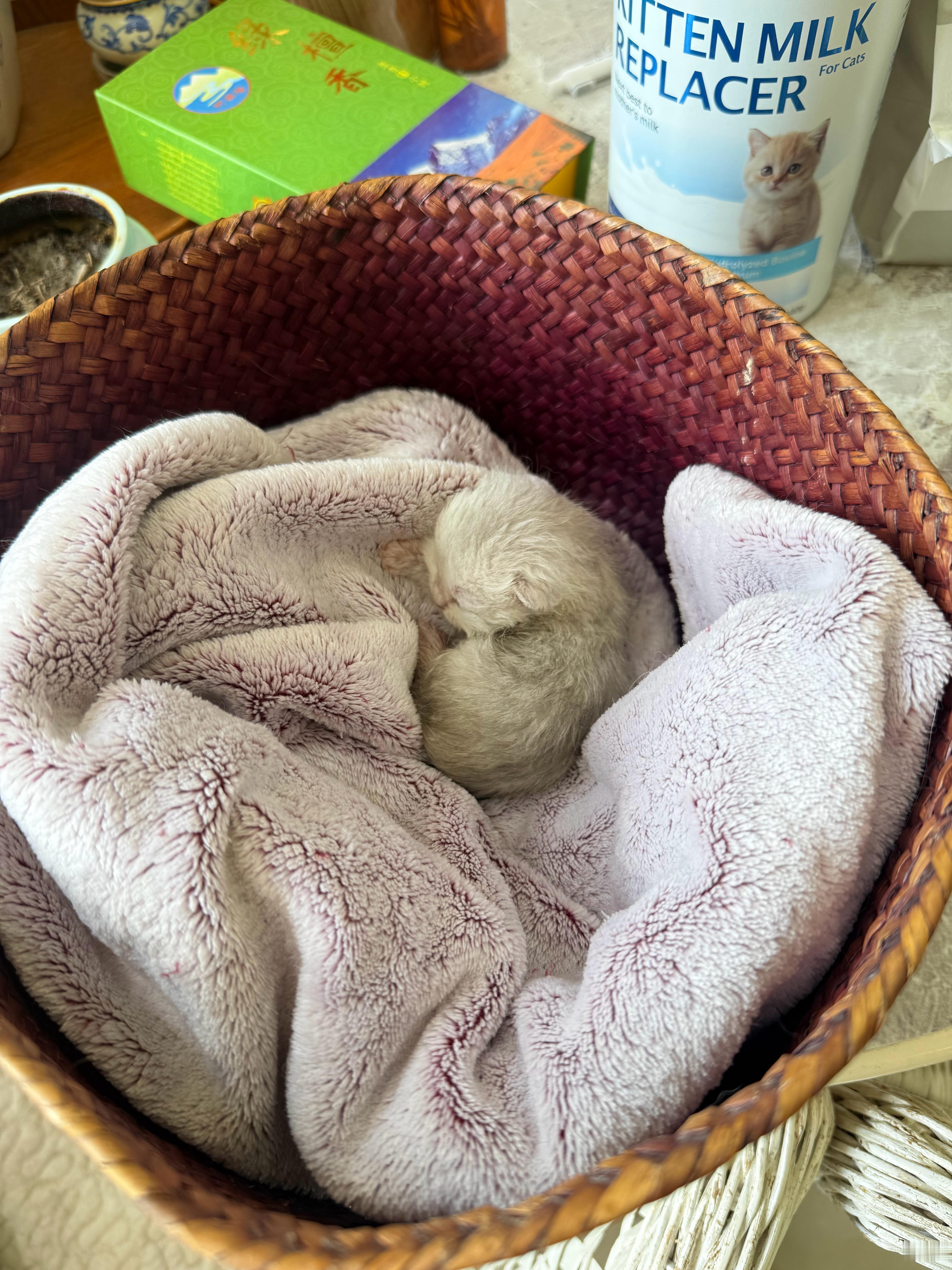 肚子扁扁的，开始人工喂奶🍼 ​​​
