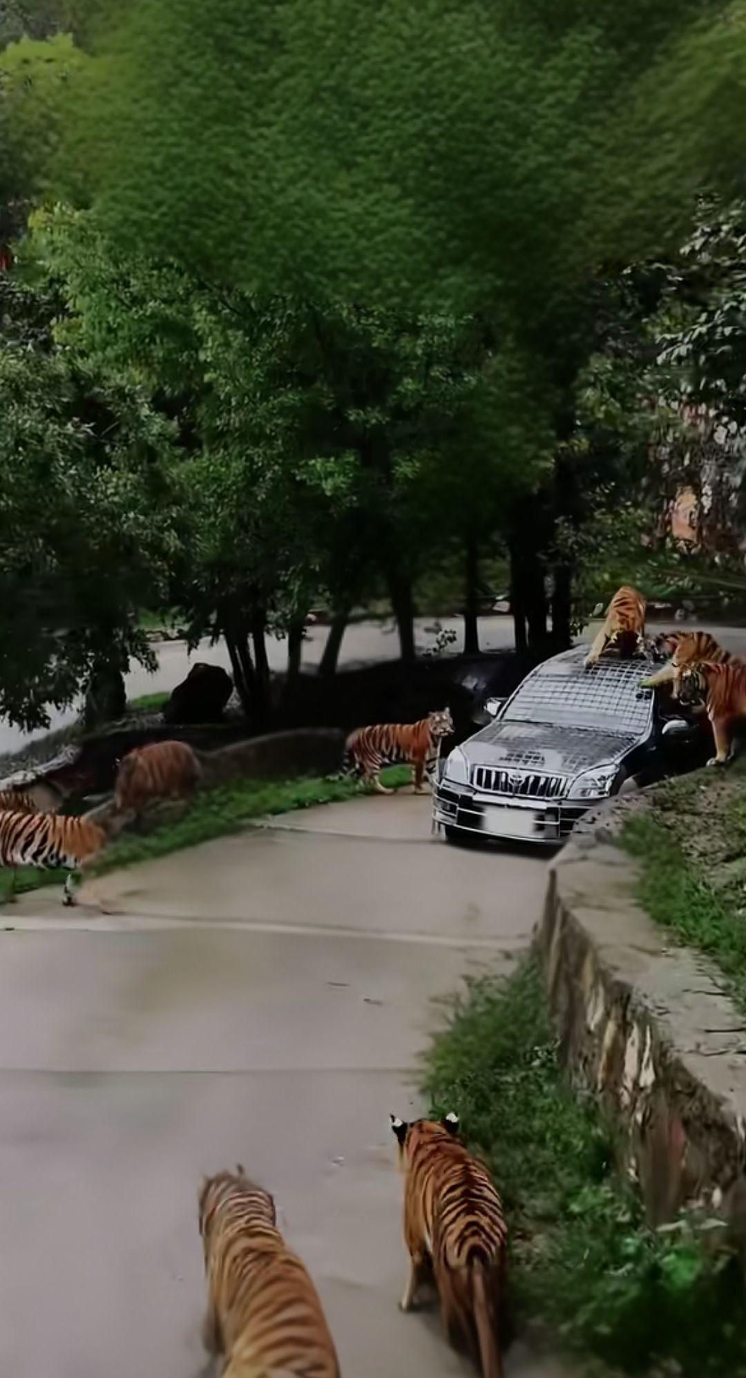 五万一月，你心动吗？
栾川竹海野生动物最近招聘‘最猛司机’，开车进虎山熊窝！
