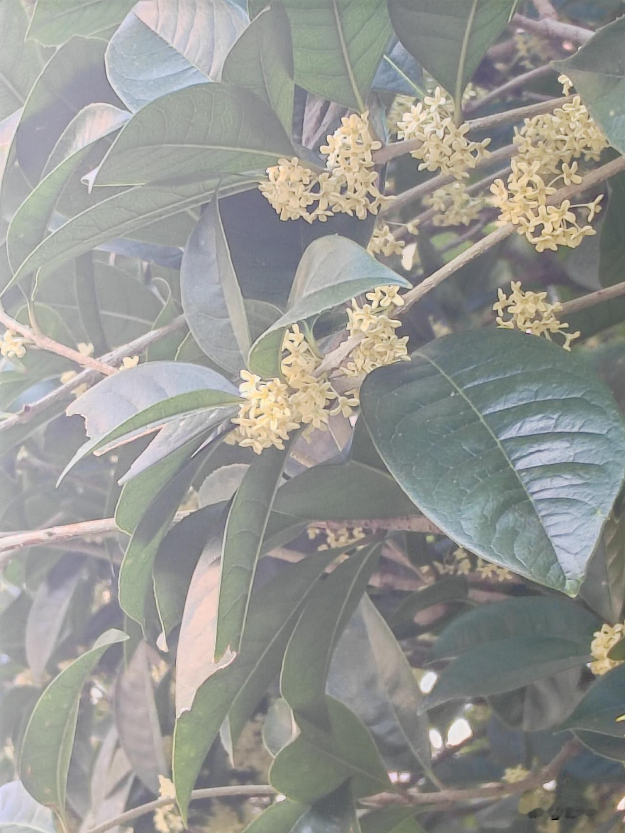 今早，到五楼空中花园，忽闻桂花飘香。
现已十月，这是第二批开花的桂树。
朝阳漫漫