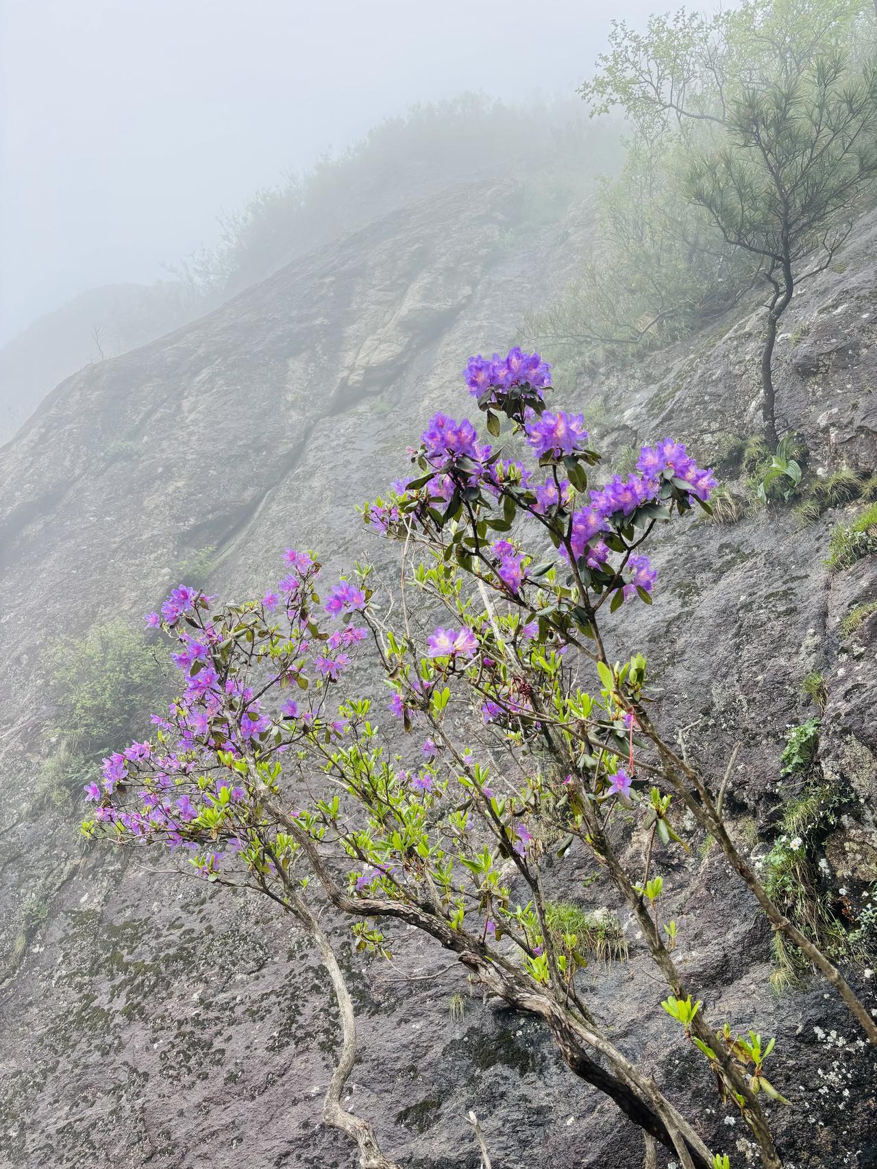 分享一张花的照片河南老君山上的野花，紫色，很美！