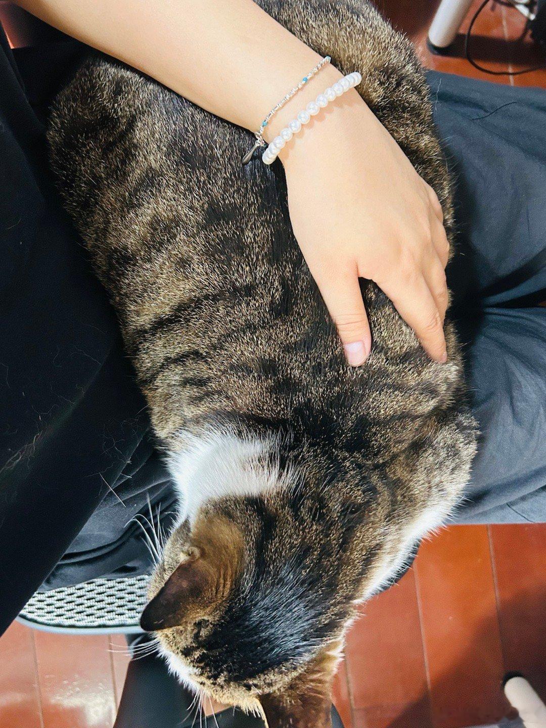 一头猪往那一趴 