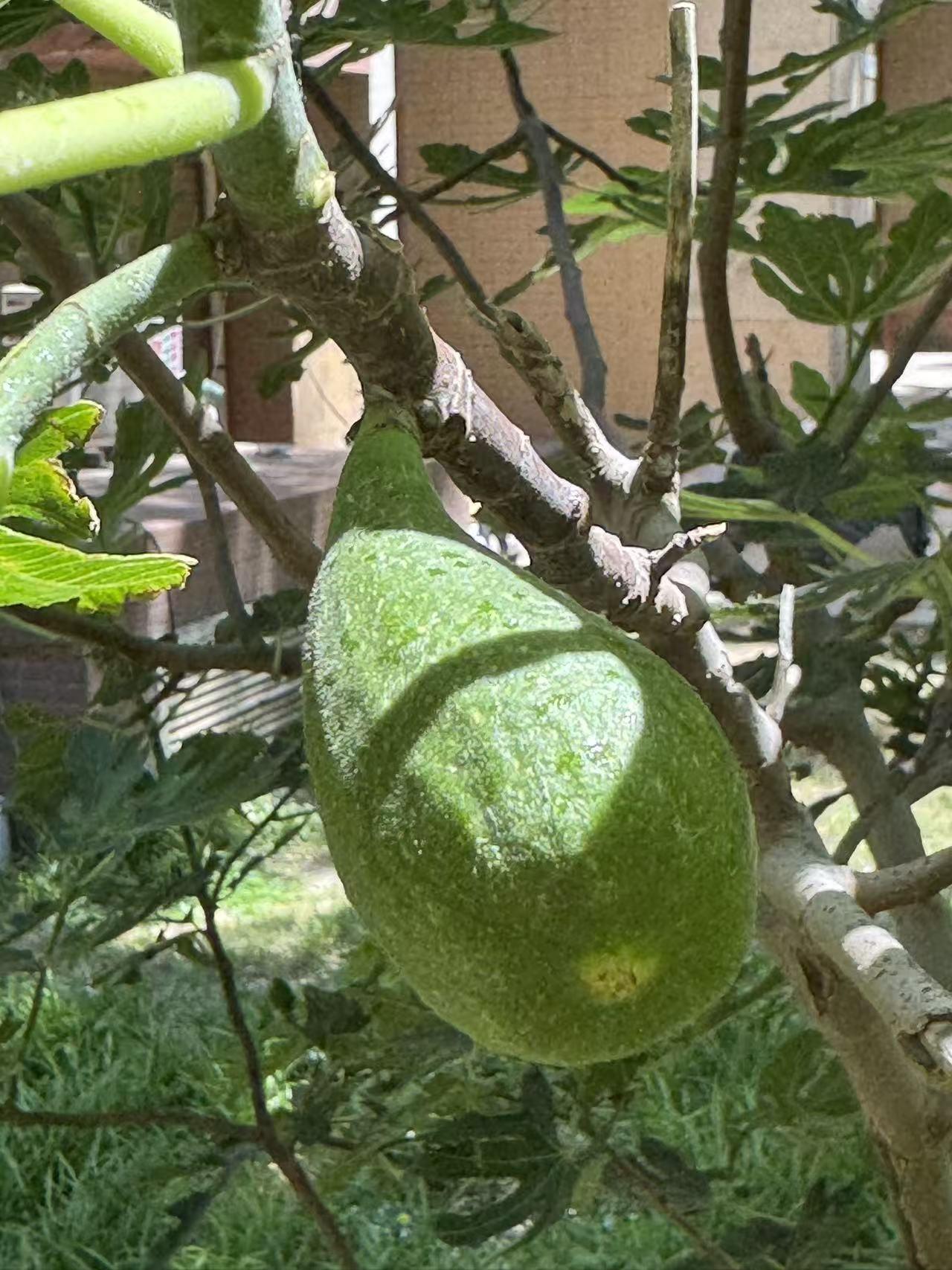下午跟亲家聊天一个小时。
说的内容很多：有我在小区种的葡萄、梨树、苹果树、柿子树