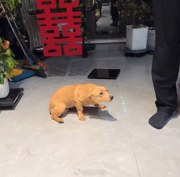 狗狗知道自己犯错后变成了蛤蟆 ​​​