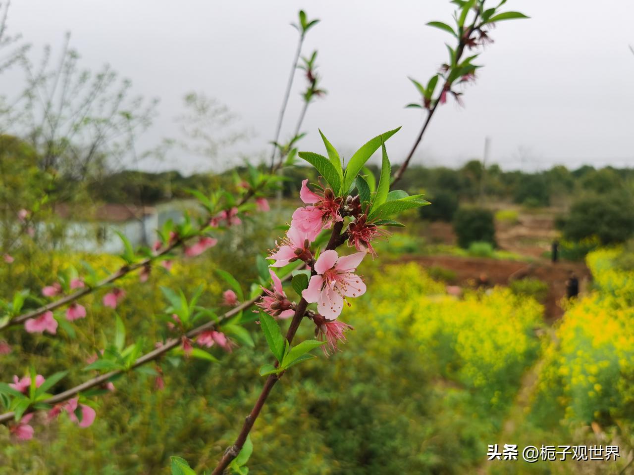 春分时节，饮食“少酸增甘”，“清补”为主。
       中医认为，“春分昼夜等