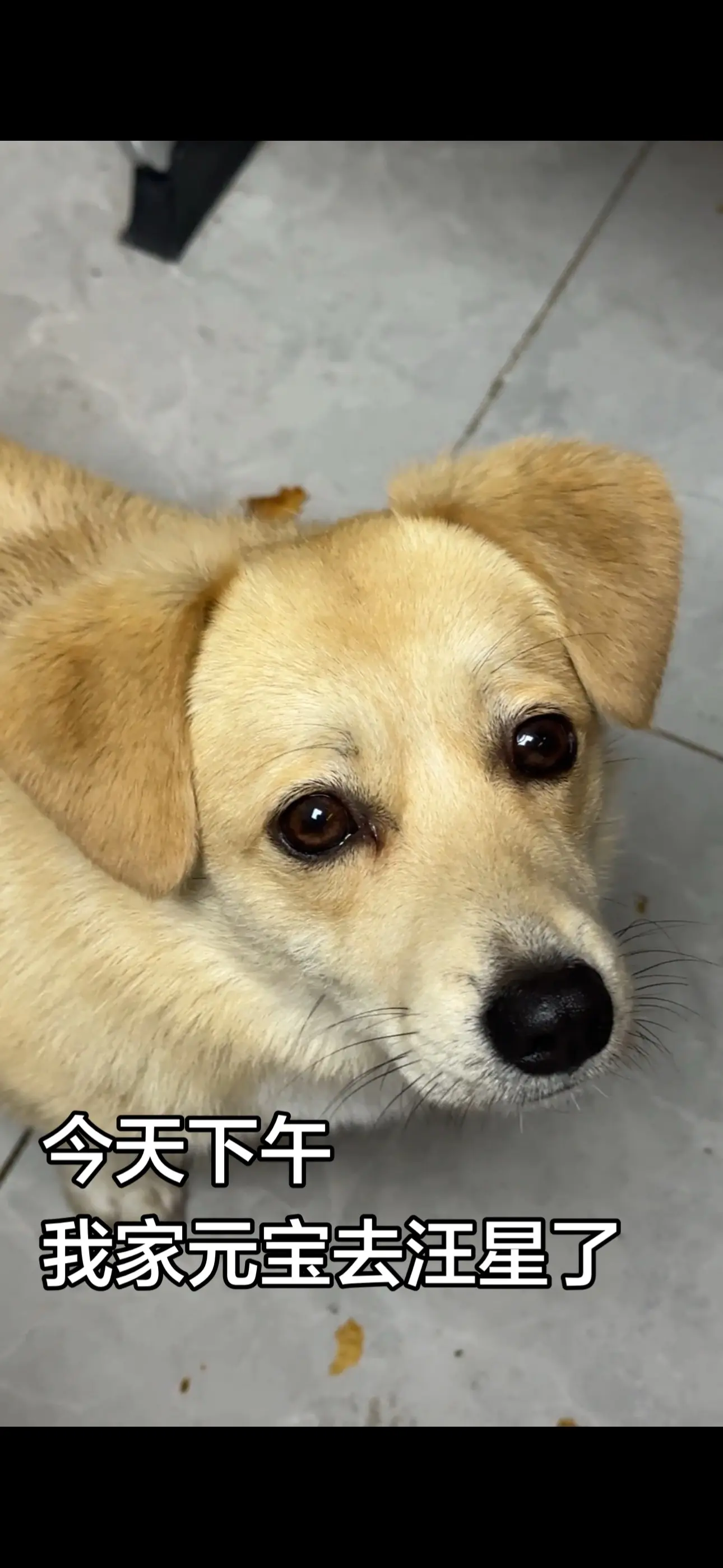 今天下午，我家元宝走了，去汪星了