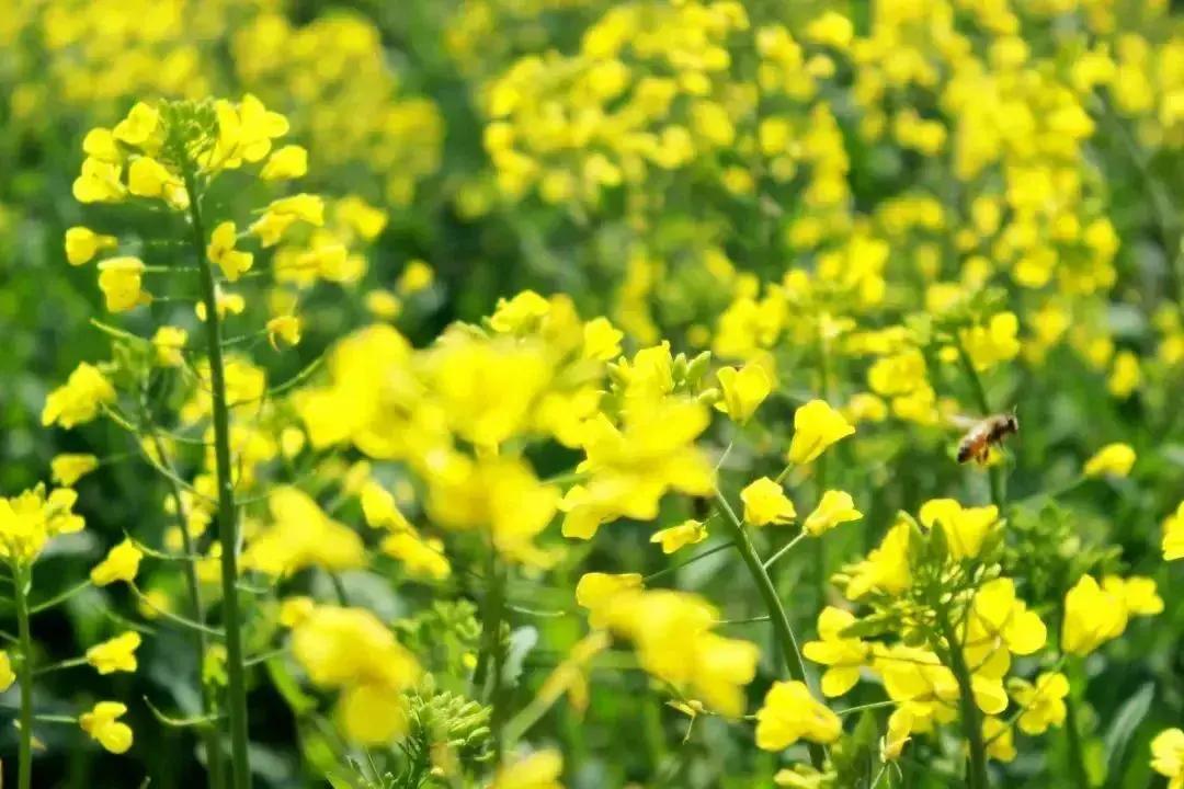 油菜花海

满园春色关不住
旷野黄花漾远山
春风三月
温暖的春风吹过
带着脚下湿