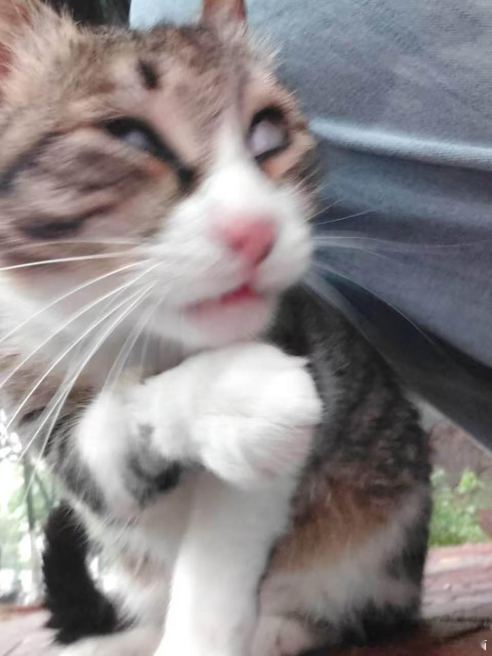 50280【丑猫】鬼迷日眼 