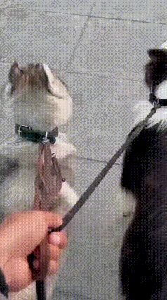 终于知道为啥边牧是狗界智商天花板，哈士奇是搞笑担当了，这对比简直绝了！
 一男子