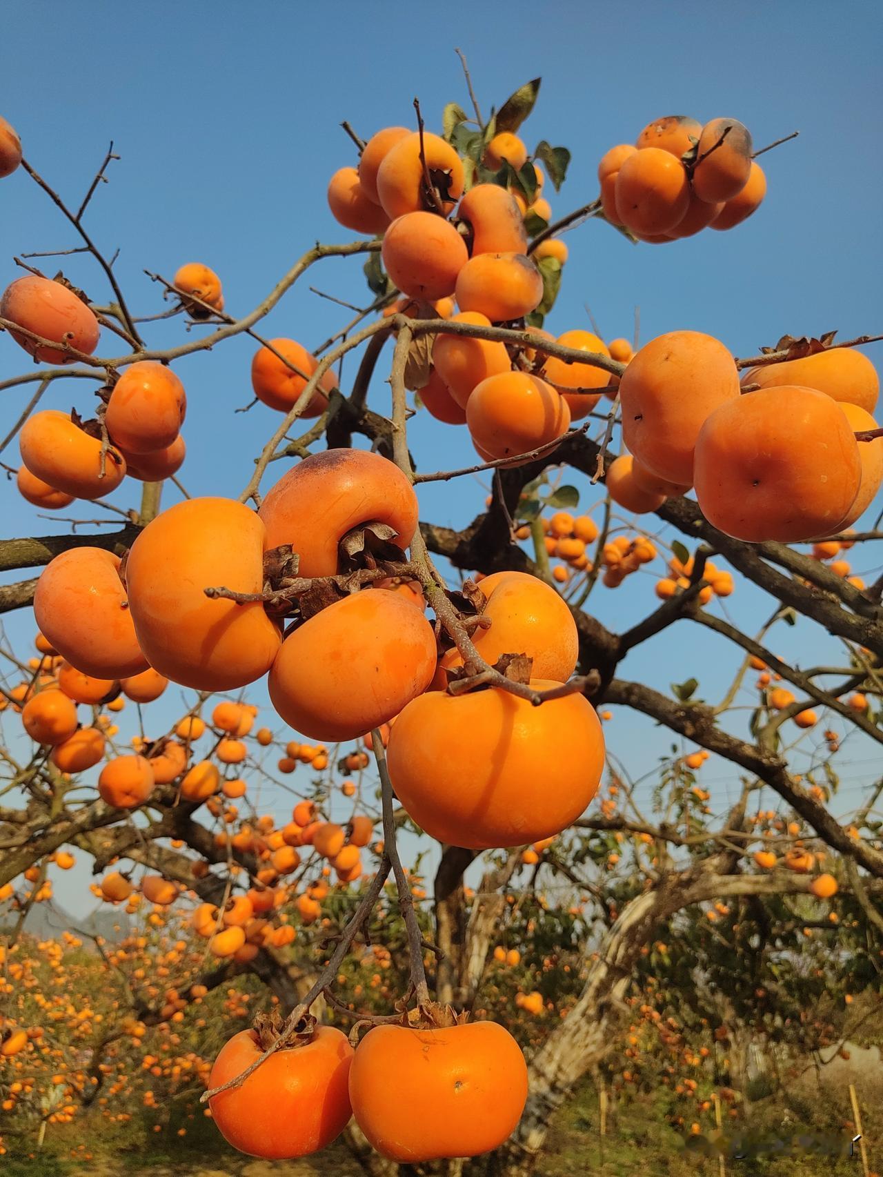 上片作文我说如果您看我的小文不爽，那就划走，去看能给您带来快乐的人的文章。
我说