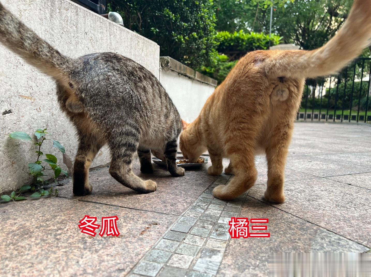 我觉得橘三是绝育过的，老铁说橘三没绝育只是小…… ​​​