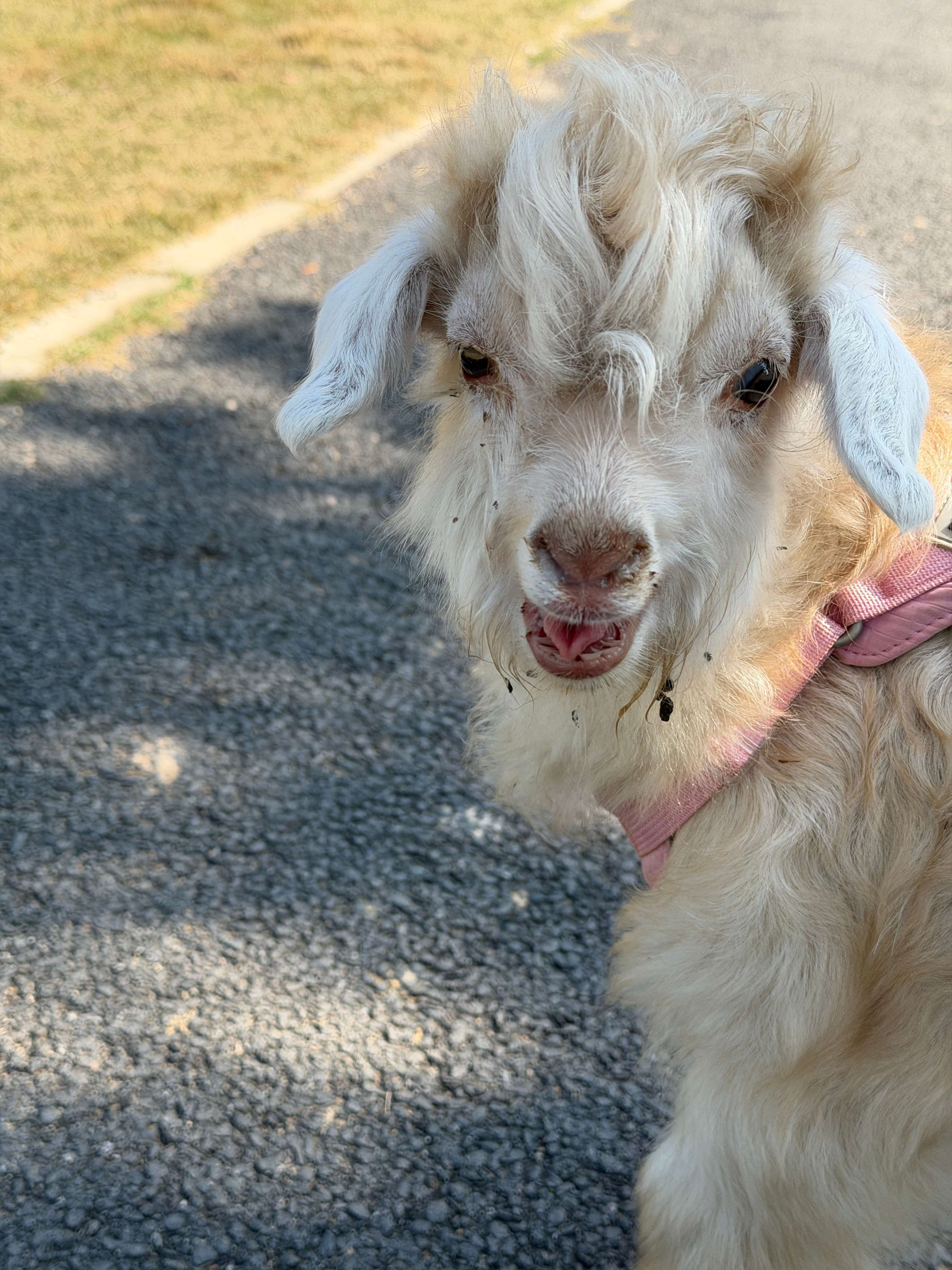 在场地偶遇一只小羊然后旁边的同行说，“最爱小动物了！顿顿离不开”幸亏小羊🐑听不