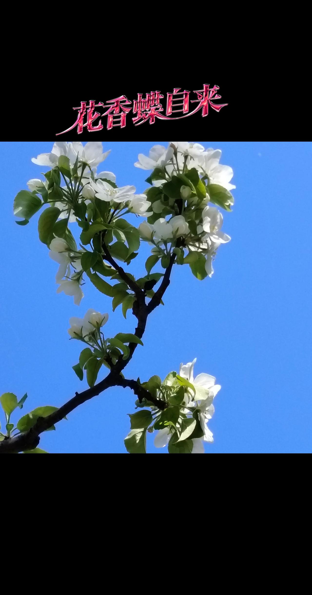 将花枝与蓝天装进相册里用你相册里最近一张照片来搭配这首歌 创作者中心