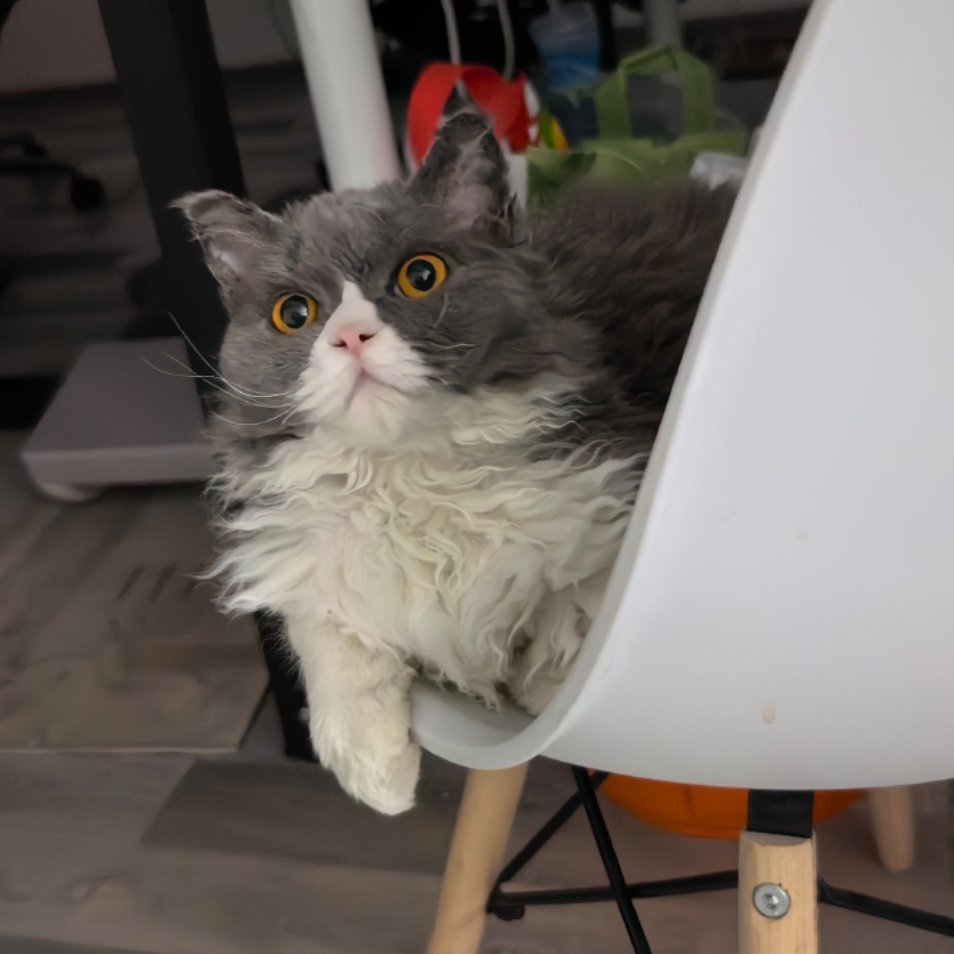 这次回家发现雅典娜好像长开了 ​​​