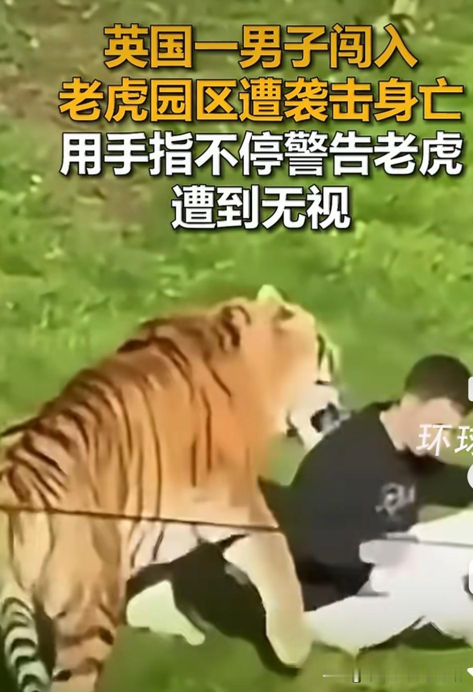 荒唐至极！英国一名年轻男子无视所有安全红线，蓄意破坏锁扣、徒手翻越两米多高虎区防