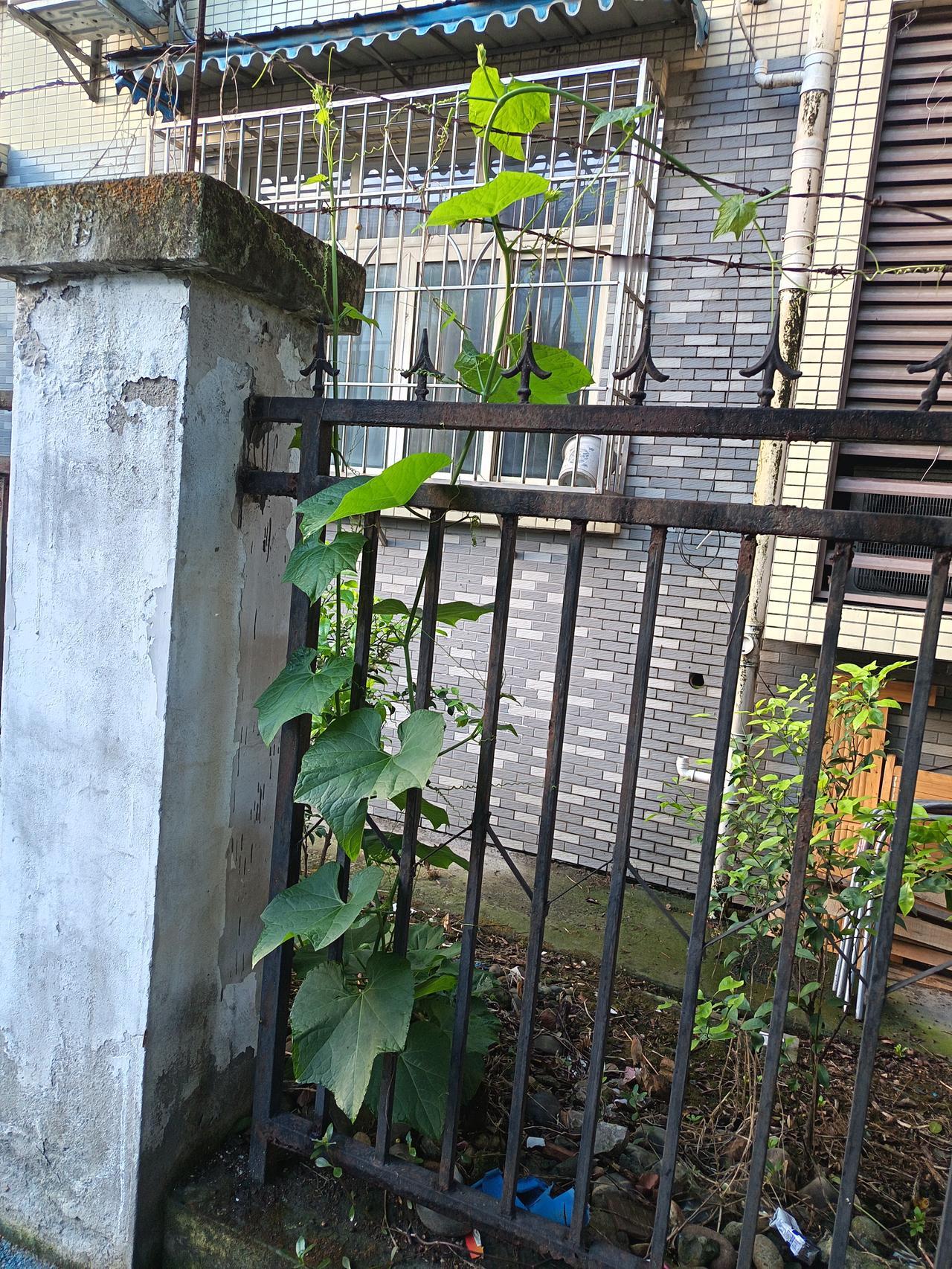 【晨跑偶遇，这就是生命力】

你看，这个南瓜苗本来在里边，它能适应环境，适者生存