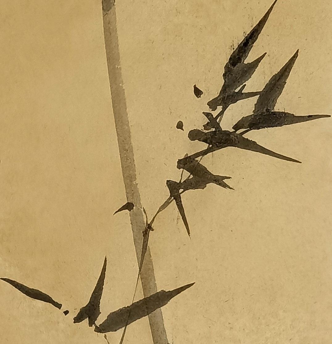 墨竹小品