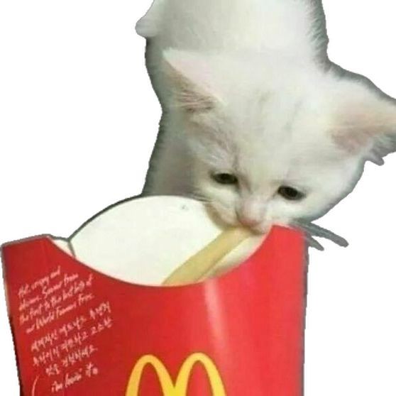 ˚ ₊ ·̩͙.𝗪𝗲𝗶𝗿𝗱 𝗸𝗶𝘁𝘁𝗲𝗻𝘀奇怪的猫 .·